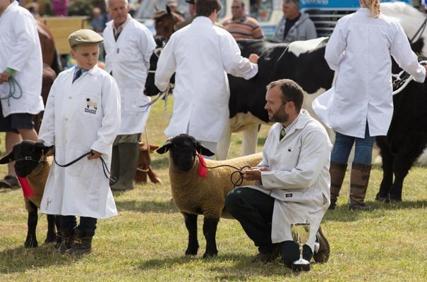 Sheep competition at Royal Isle of Wight County Show, Isle of Wight